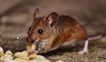 24 Hour & Emergency Exterminators in Paragould, AR
